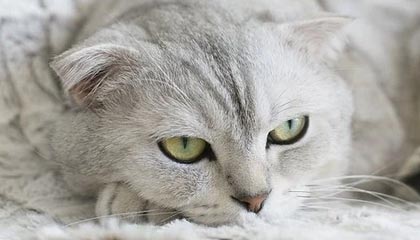 开云体育app入口-男篮亚锦赛中国队全胜小组出线，男篮亚锦赛中国队名单