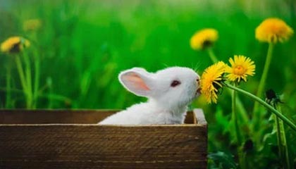 开云体育app-全国青少年体操版块精彩纷呈，创新不断，全国青少年艺术体操技术大赛